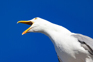 Seagull on blue background