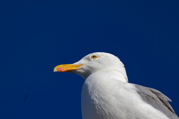 Seagull on blue background