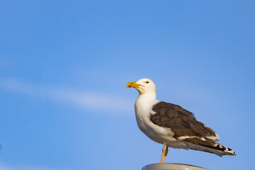 Great dark-blacked gull - Larus marinus Linnaeus	