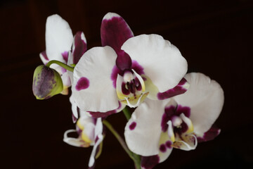 Fototapeta na wymiar Magenta and white orchid isolated on black background