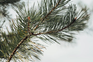 Close Up of the Fir Branch of Tree