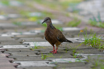 Peageon on natural light background. Nature concept.