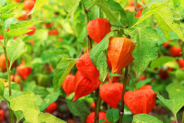Physalis alkekengi, bladder cherry close-up shrub plant in bright orange red colors