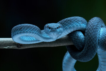 snake in the dark