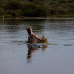 Hippo yawning in a waterhole