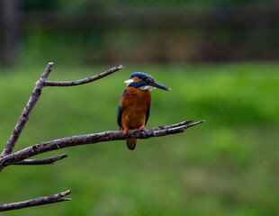 Fototapeta premium kingfisher waiting for fish on a branch