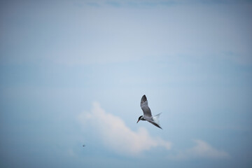 Obraz premium River tern hovers in air against sky.