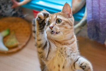 Lonely cat wants a friend to play with.