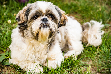 Portrait of a Shih tzu dog, shot in nature lying on grass. canine concept