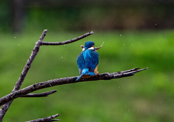 kingfisher eating a fish