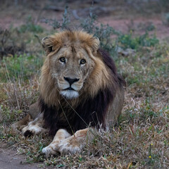Naklejka na ściany i meble Mature black-maned male lion