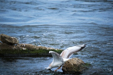 Seagull dives from stone into water for fish.
