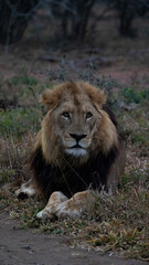 Mature black-maned male lion