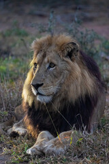 Mature black-maned male lion