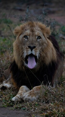 Fototapeta na wymiar Mature black-maned male lion