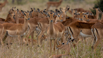 Naklejka na ściany i meble big herd of impala ewes