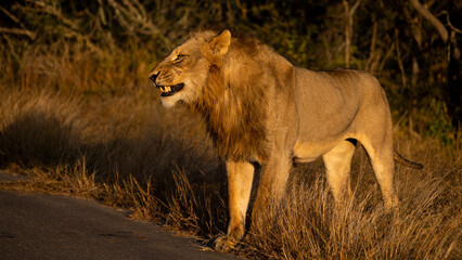 Fototapeta na wymiar Male lion in the golden hour