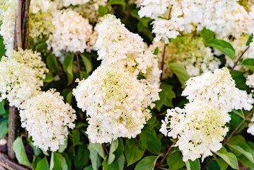 nice hydrangea in the garden