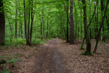 A path through a summer forest