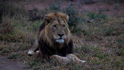 Mature black-maned male lion