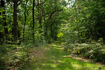 A beautiful summer forest scene with a path