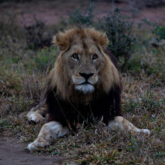 Obraz premium Mature black-maned male lion