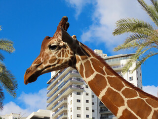Original close-up photo of a giraffe's head against the backdrop of a house, blue sky, and palm trees in Kiryat Motzkin, Israel. 