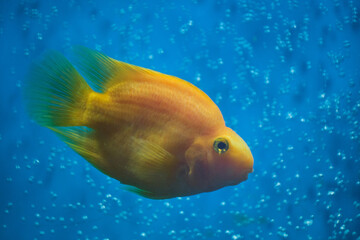 Red parrot fish blue background.