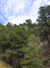 Fototapeta na wymiar Forest in Andalusia