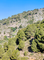 Forest in Andalusia