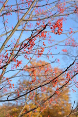 autumn rowan tree with rowanberry in the sky in the park