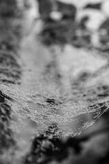 Raindrops on the spider web, black and white