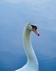 swan on the water