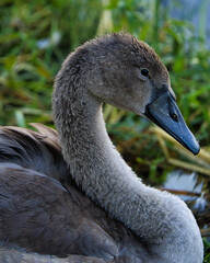 portrait of a swan