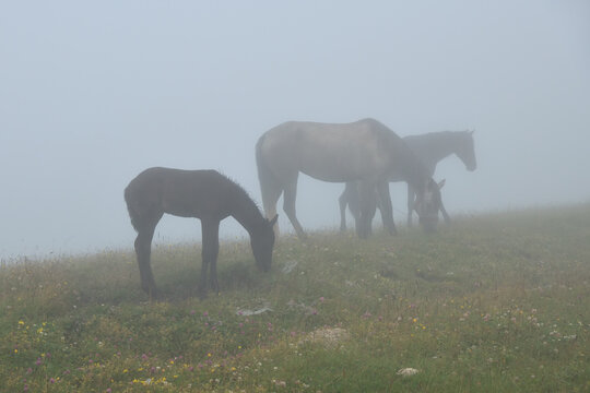  Horses in morning fog. Misty landscape with horses grazing on meadow