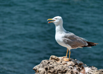 Une jolie mouette sur un rocher