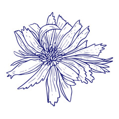 Chicory flower doodle sketch. Hand drawn vector illustration isolated on white background.