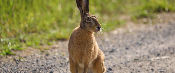 HARE - Wild animal on the dirt road