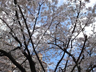 サクラとそこから覗く青空