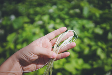 伝統的な手法で作られる宮古上布の原材料 沖縄県の離島宮古島に自生する植物苧麻の繊維を持つ手
