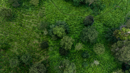Aerial view green tea plantation on moutain hill north of Thailand, Top view green tea plantation...