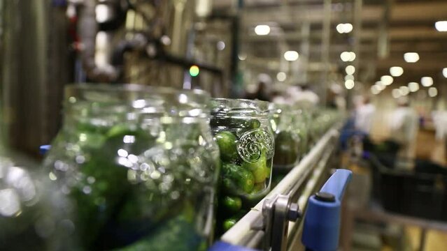Canning factory. Automatic line for processing vegetables. canned cucumbers. Glass jars with cucumbers and spices on the conveyor. selective focus