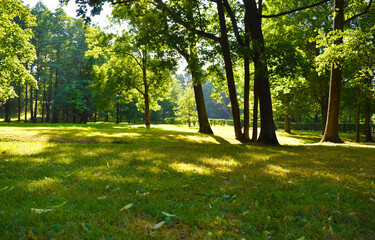 a green clearing with trees on a sunny day
