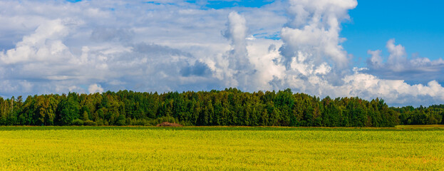 Yellow field of blooming raps with forest in the background and stormy clouds at summer day.Web banner.