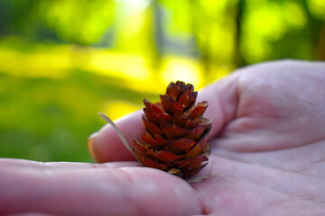 small bump on female palm closeup