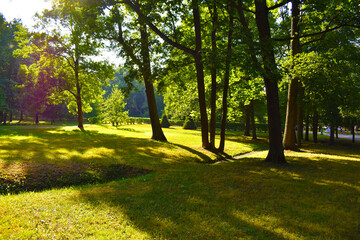 sunlit green meadow surrounded by trees in the park