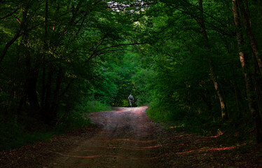tourist on a forest road