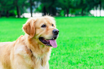 Beautiful Dog Golden Retriever sitting on garden park in sunlight green nature. Park garden with pet.Side view.Closeup.