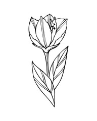 Flower one doodle contour silhouette dark line, no colors, isolated, element design. Vector illustration