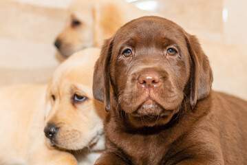 Three Labrador puppies,in front of blurred background.Closeup.Selective focus.